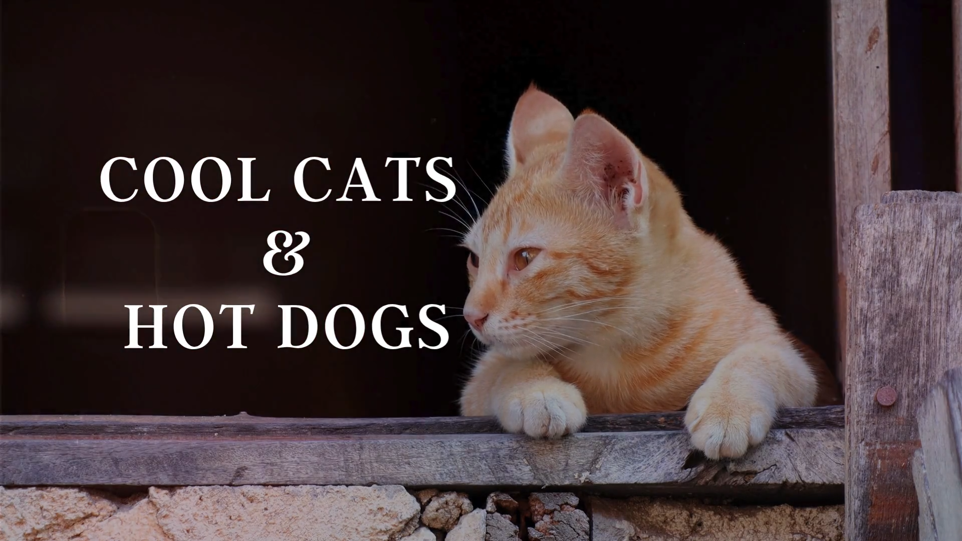 Cool Cats & Hot Dogs