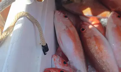 caught fish the whole time