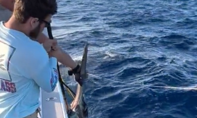 Kite Fishing For Pelagics
