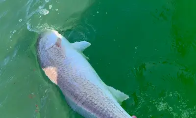 Jacksonville Report Video 0