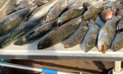 Crystal River Report Video 1