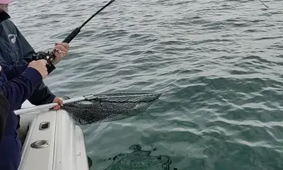 Sea Bass Dinner