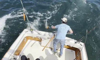 Great striped bass fishing 