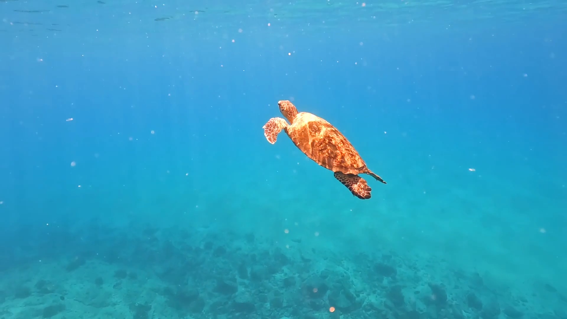 Galapagos Mexican Wave