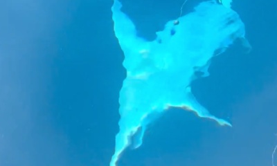 Corpus Christi Report Video 2