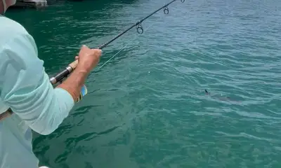 Palmetto Report Video 0