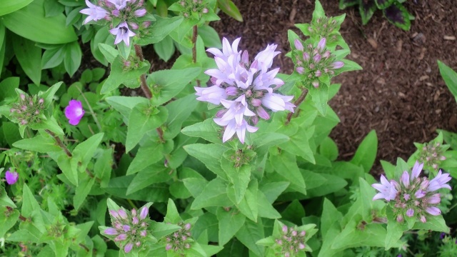 Bellflower Champion Pink Campanula Canterbury American Meadows