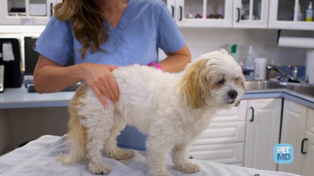 how long does dog bladder surgery take