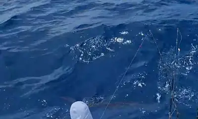 Playa Flamingo Report Video 1
