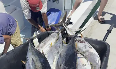 San Jose del Cabo Report Video 2