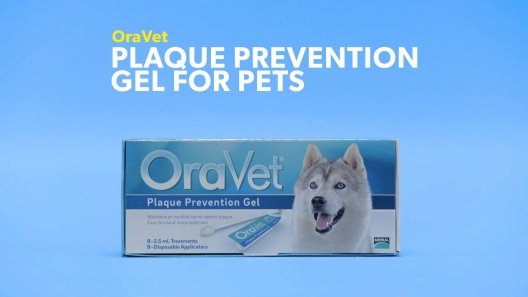 Play Video: Learn More About OraVet From Our Team of Experts
