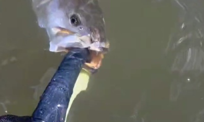 Danbury Report Video 0