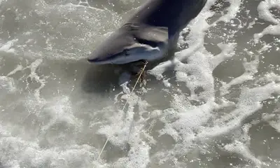 Madeira Beach Report Video 0