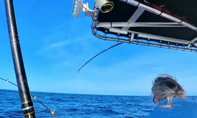 Still a few wahoo around