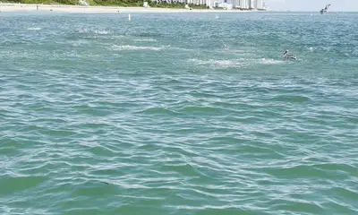 Miami Beach Report Video 0