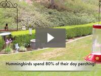 Video for Hummingbird Swing