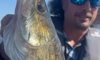 Amsterdam Report Video 0