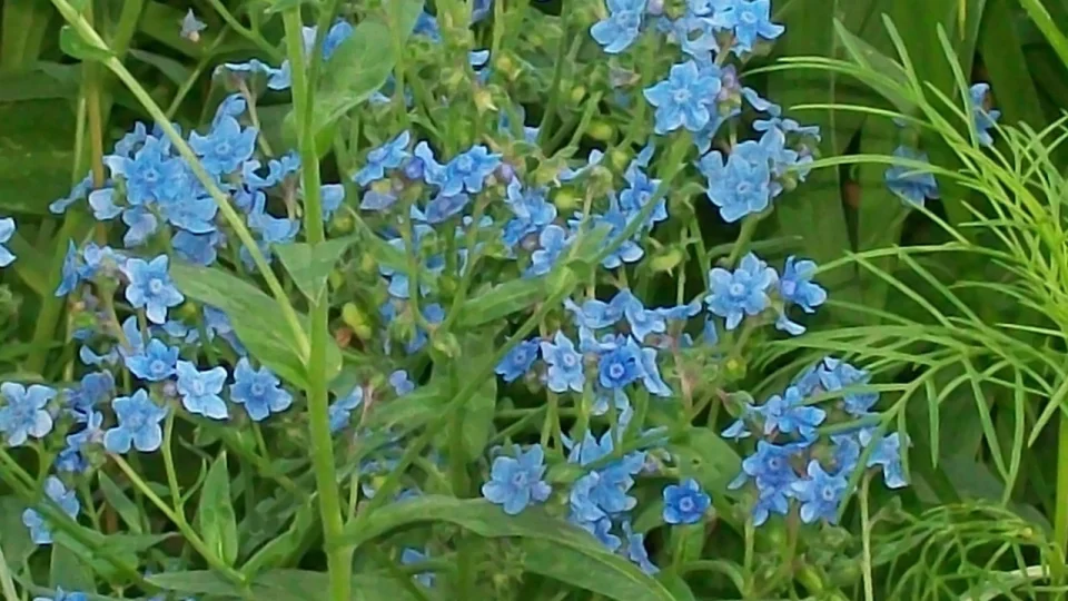 Grow Delicate Chinese Forget-Me-Nots (Cynoglossum Amabile) with Seeds from  Todd's Seeds - A Touch of Elegance