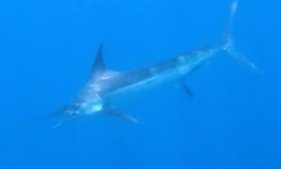 Cabo San Lucas Report Video 0