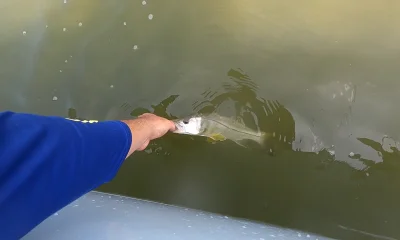 Fort Myers Beach Report Video 0