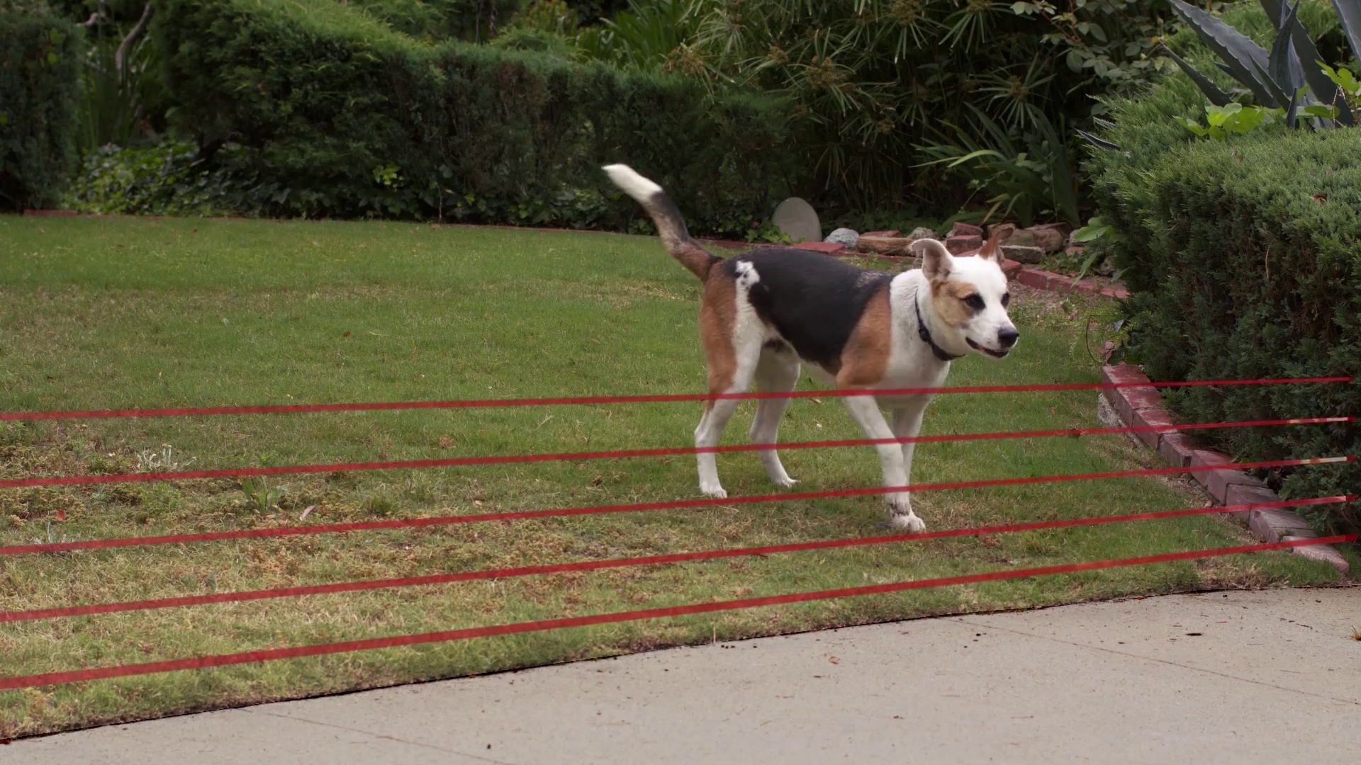 Blue fang dog clearance fence