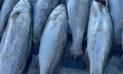 Biloxi Report Video 0