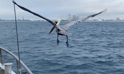 One Fish, 2 Fish, Parrot Fish