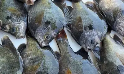 Clewiston Report Video 3
