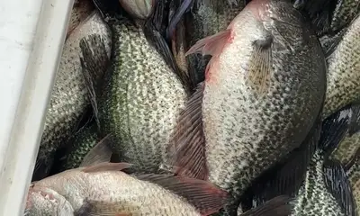 Clewiston Report Video 1