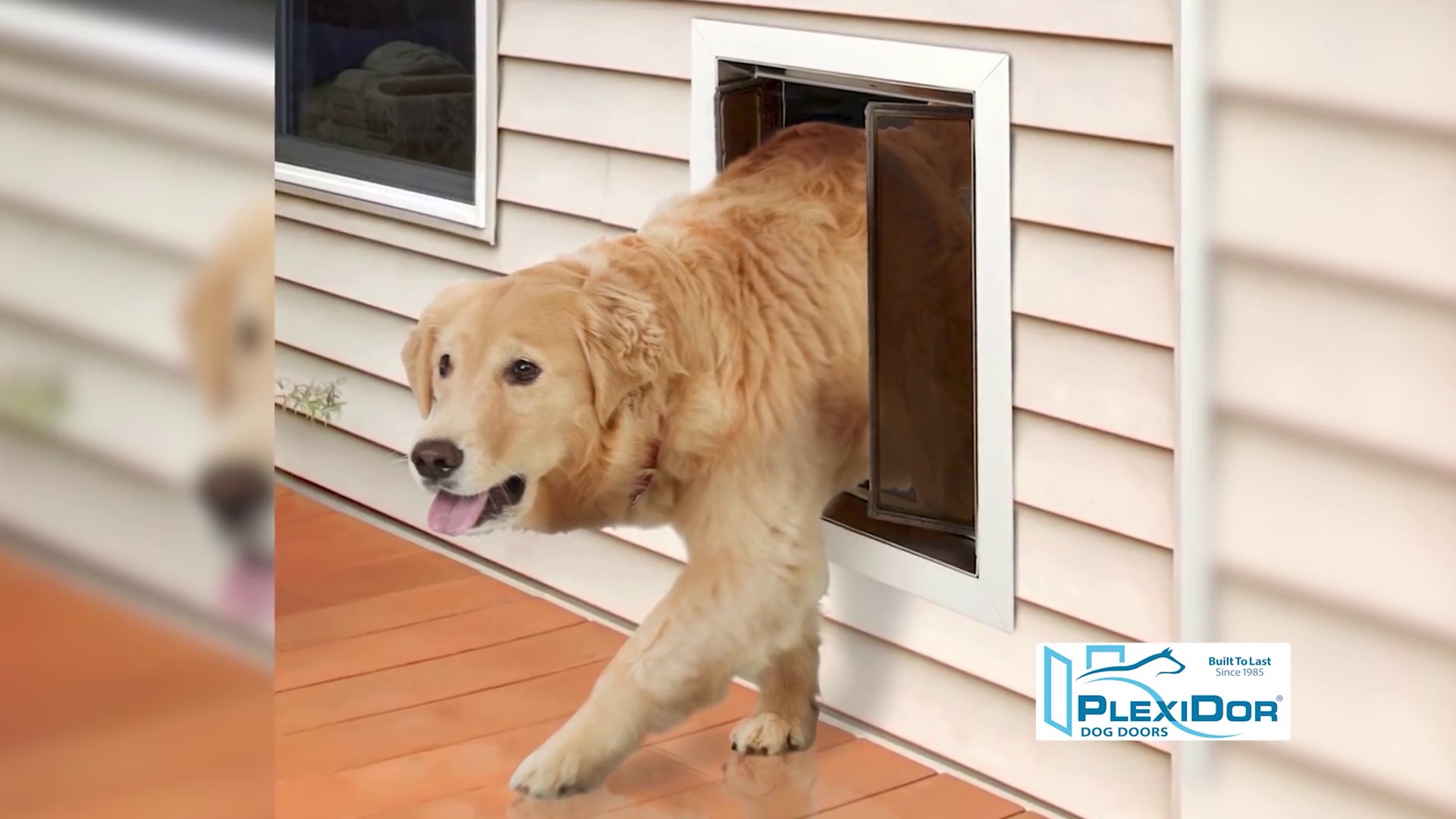 Plexi dog door best sale