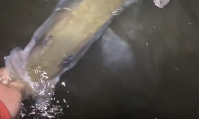 Palmetto Report Video 0