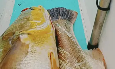 Herradura Report Video 0