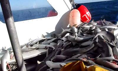 Cape Hatteras Report Video 1