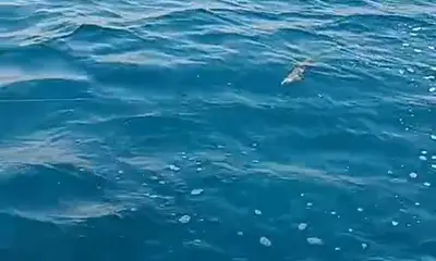 Spain Report Video 1