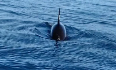 Tairua Report Video 0