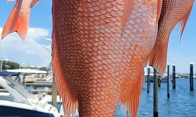 Destin Report Video 2