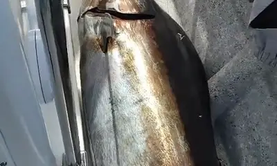 Great fishes with a great crew