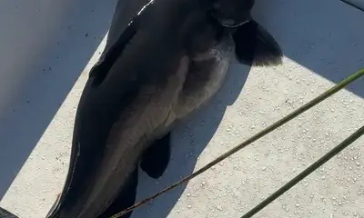 Clewiston Report Video 0