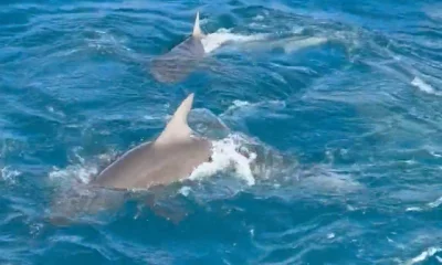 Haleiwa Report Video 0