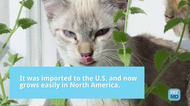 What Is Catnip and What Does It Do to Cats? | PetMD