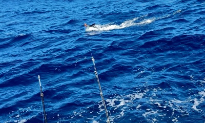 Marlin and dorado - great trip!