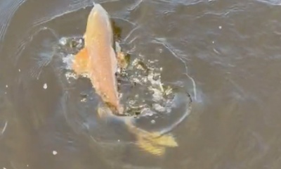 Punta Gorda Report Video 0