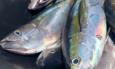 San Jose del Cabo Report Video 1