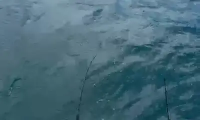 Live Action From Yesterday's In Shore Bo