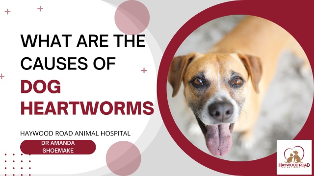 what are the first signs of heartworms in dogs