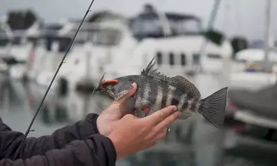 San Diego Report Video 0