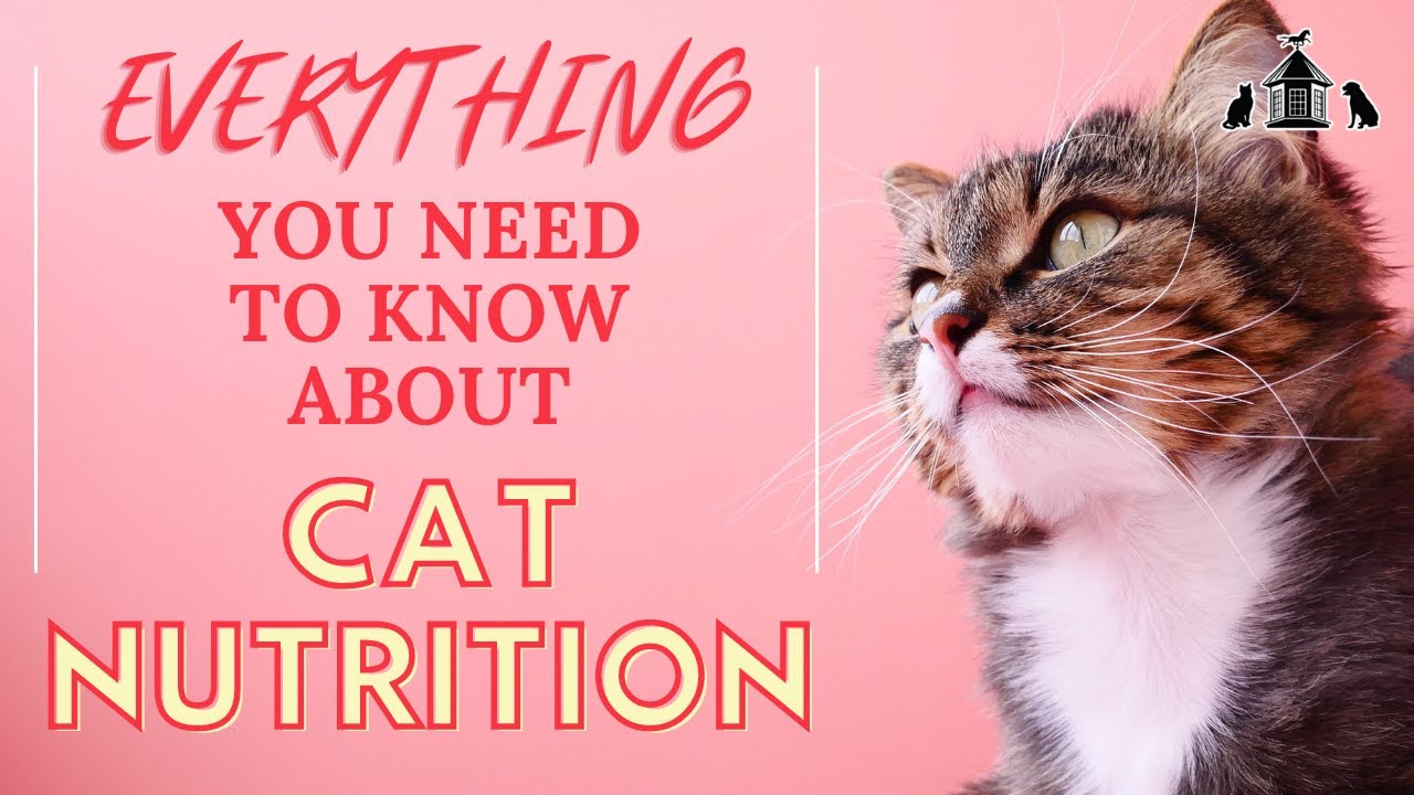 Cat Nutrition Tips and Tricks