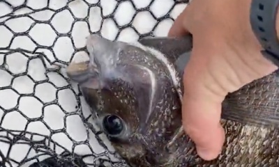 Carolina Beach Report Video 0