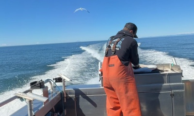 Halibut and Cod haul