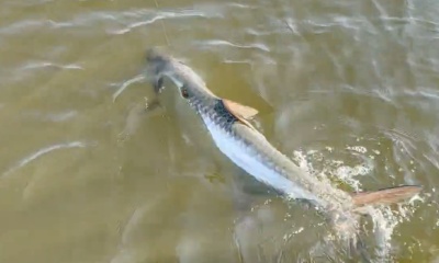 Jacksonville Report Video 1